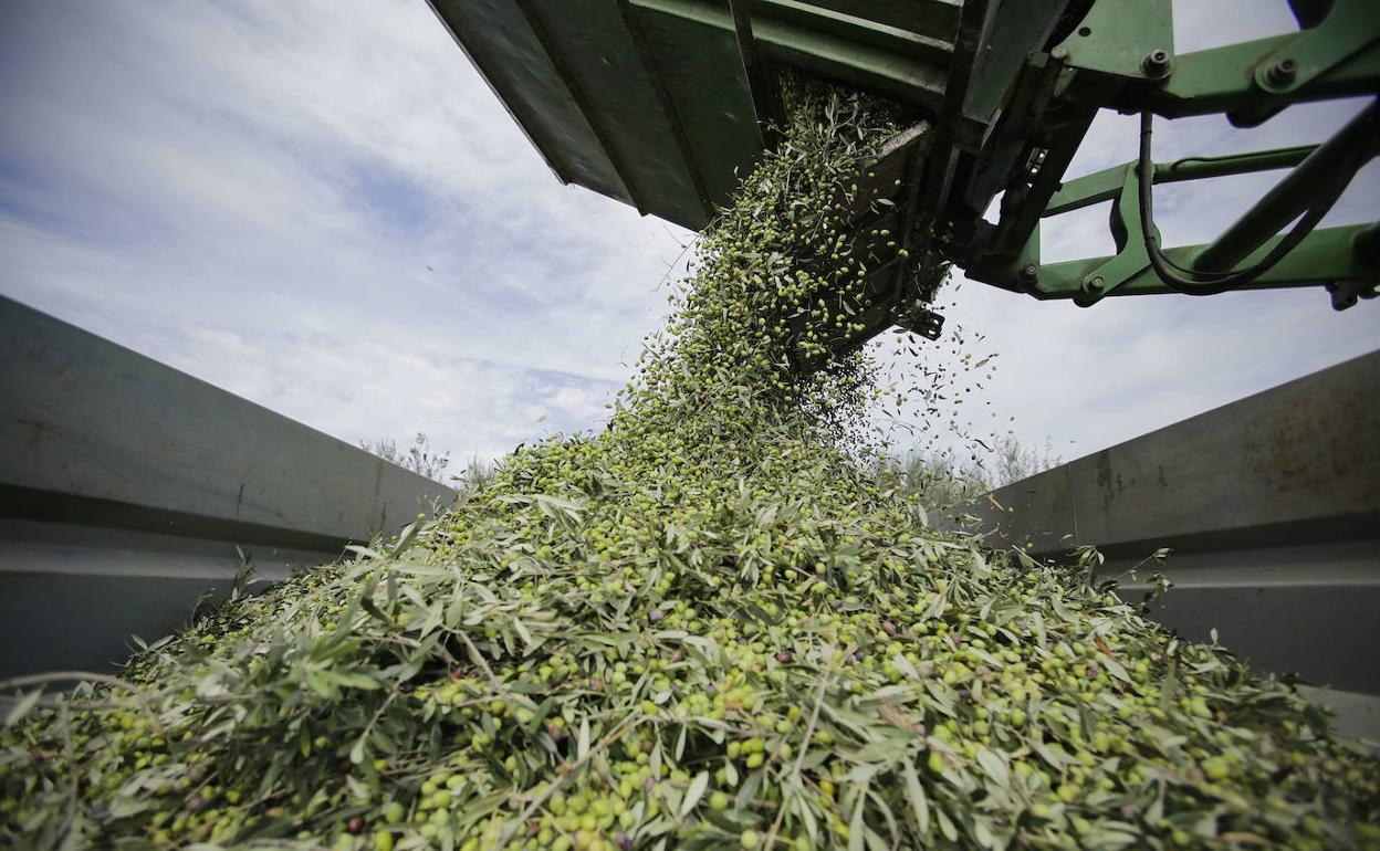 «Por fin se hace justicia con el sector olivarero jienense»