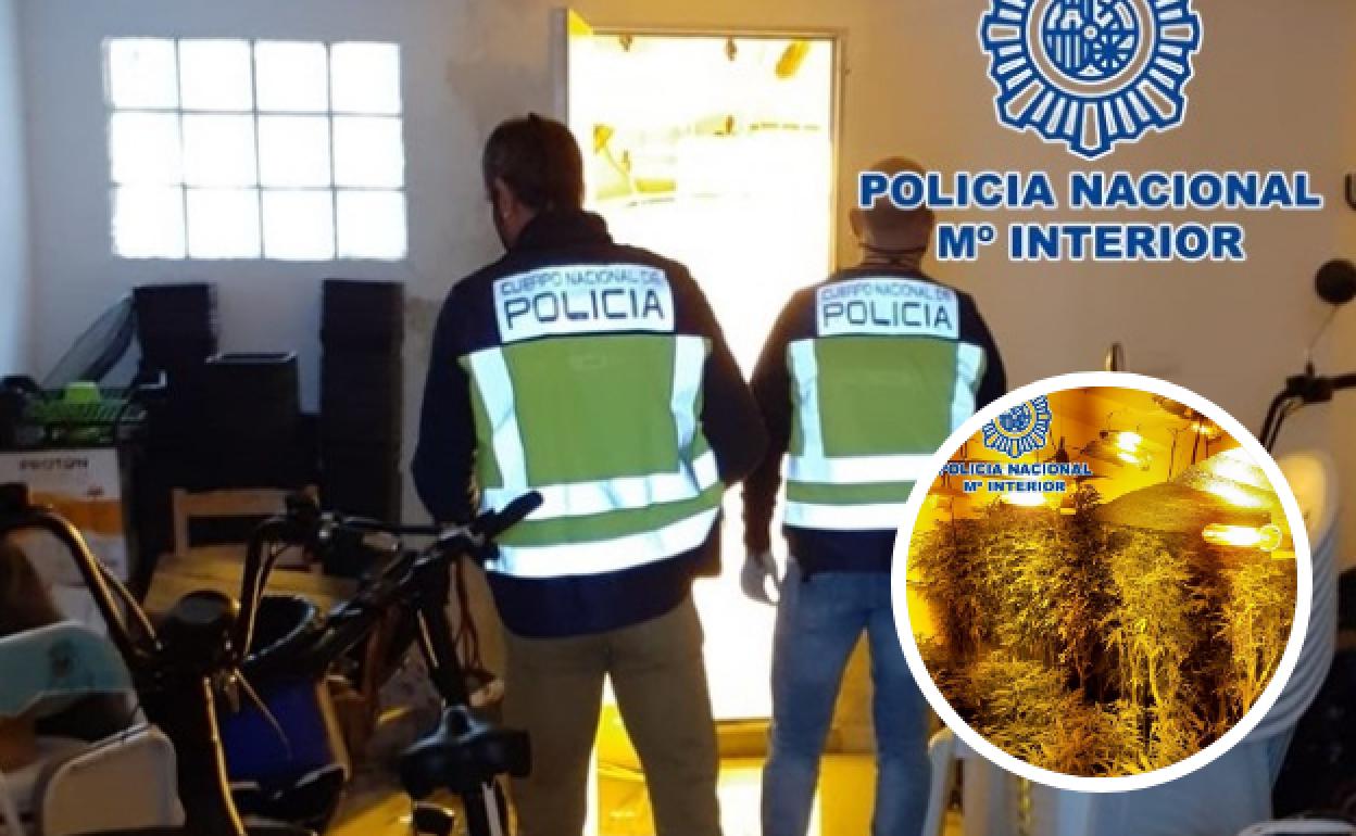 Operación Raulín en Granada: descubren 7 invernaderos de maría en cuatro viviendas y 20 casas con pinchazos ilegales de luz