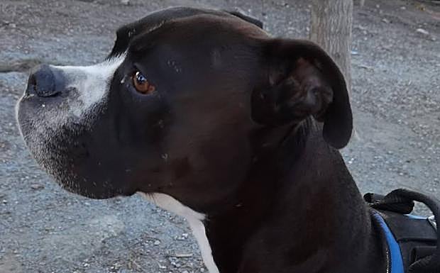 Amenaza a cuchillo a sus vecinos y azuza a su perro para que ataque a la Policía en Salobreña