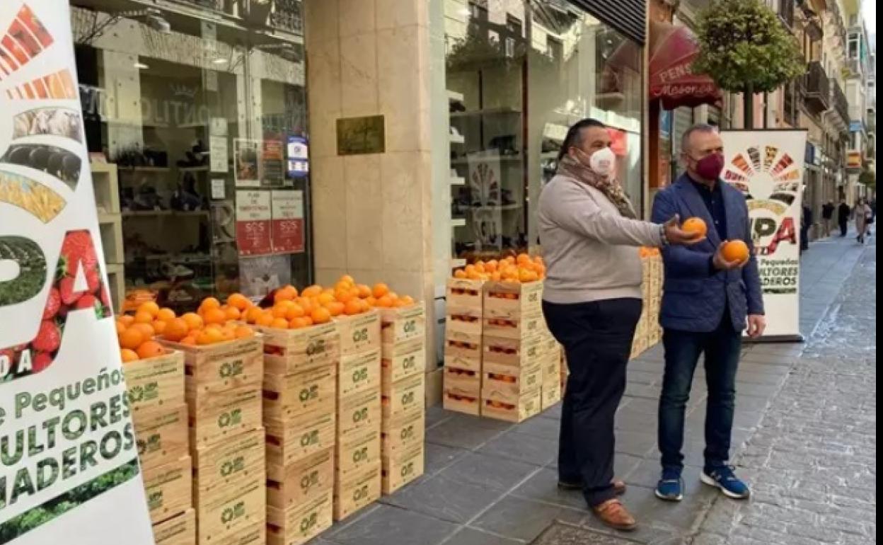Agricultores reparten cajas de naranjas entre 200 comercios de Granada para denunciar los bajos precios en origen. 