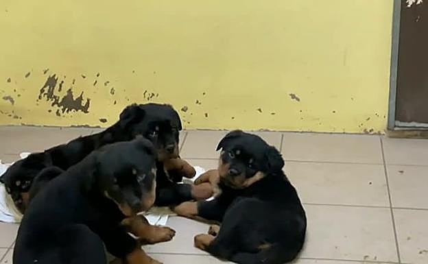 Rescatan a 101 cachorros hacinados en un camión