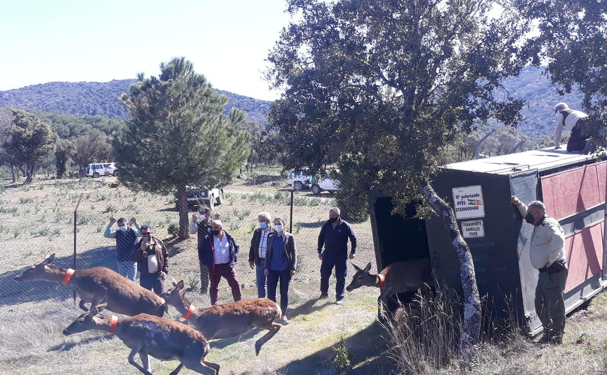 Traslado de las ciervas embarazadas. 