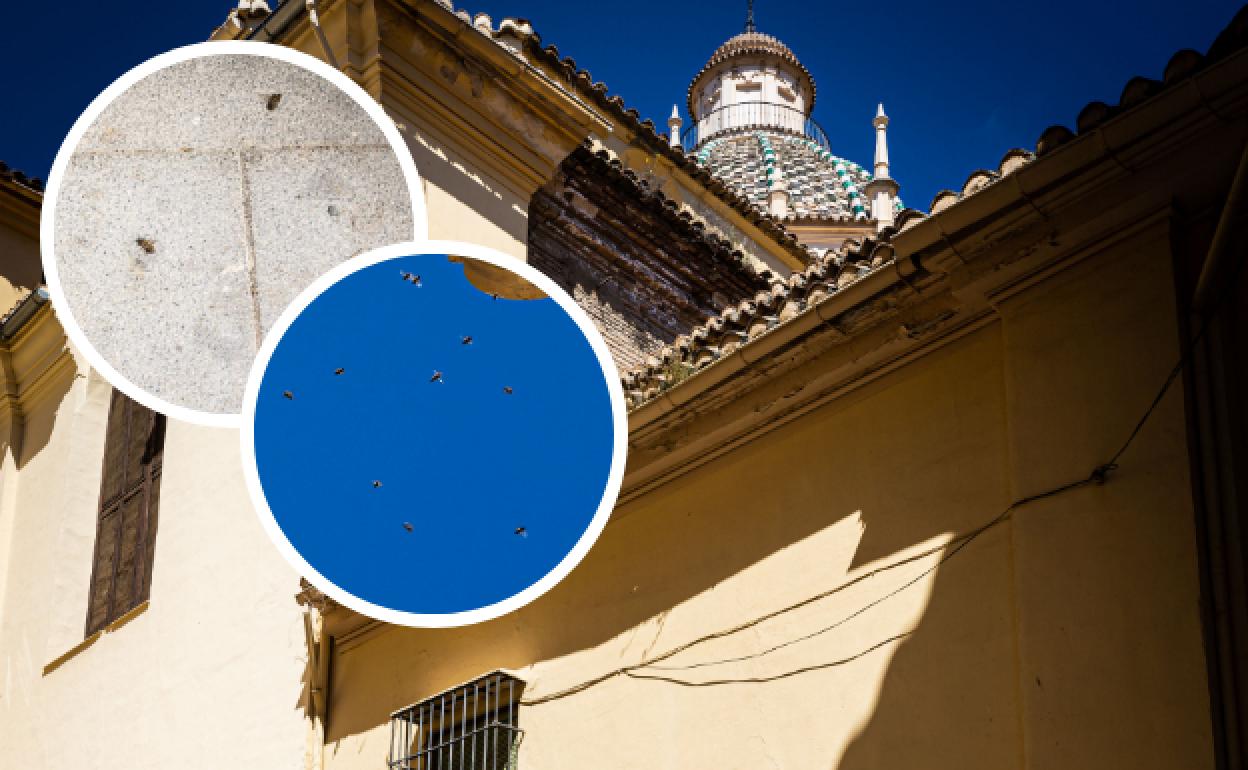 Las abejas, en las cornisas de Santo Domingo y muertas en la acera.