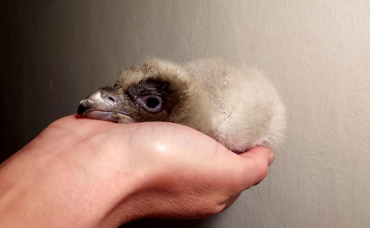 El pollo 'Ginness' nació la madrugada del 24 de marzo y pesó 150 gramos. 