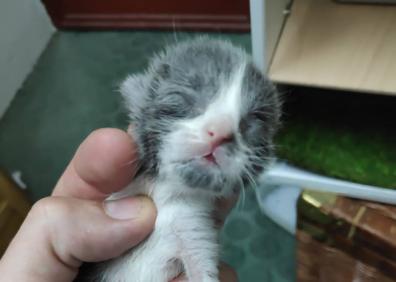 Imagen secundaria 1 - En la primera imagen, los gatos cuando fueron encontrados. En la segunda, el único superviviente. En la tercera también aparece el otro gato que falleció.