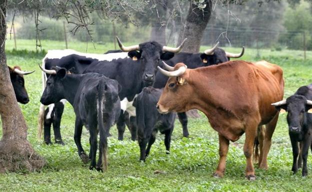 Toros de la ganadería del Marqués de Albaserrada, en Gerena (Sevilla).