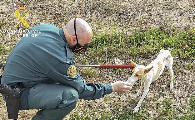 Complicado rescate de un perro del interior de una balsa de riego en Pinos Puente