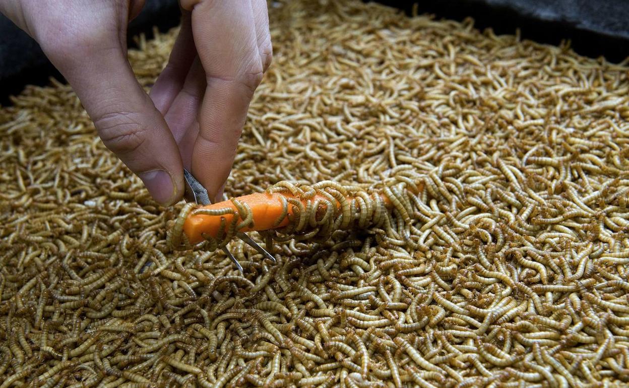 Criadero de gusanos para su uso alimenticio. 