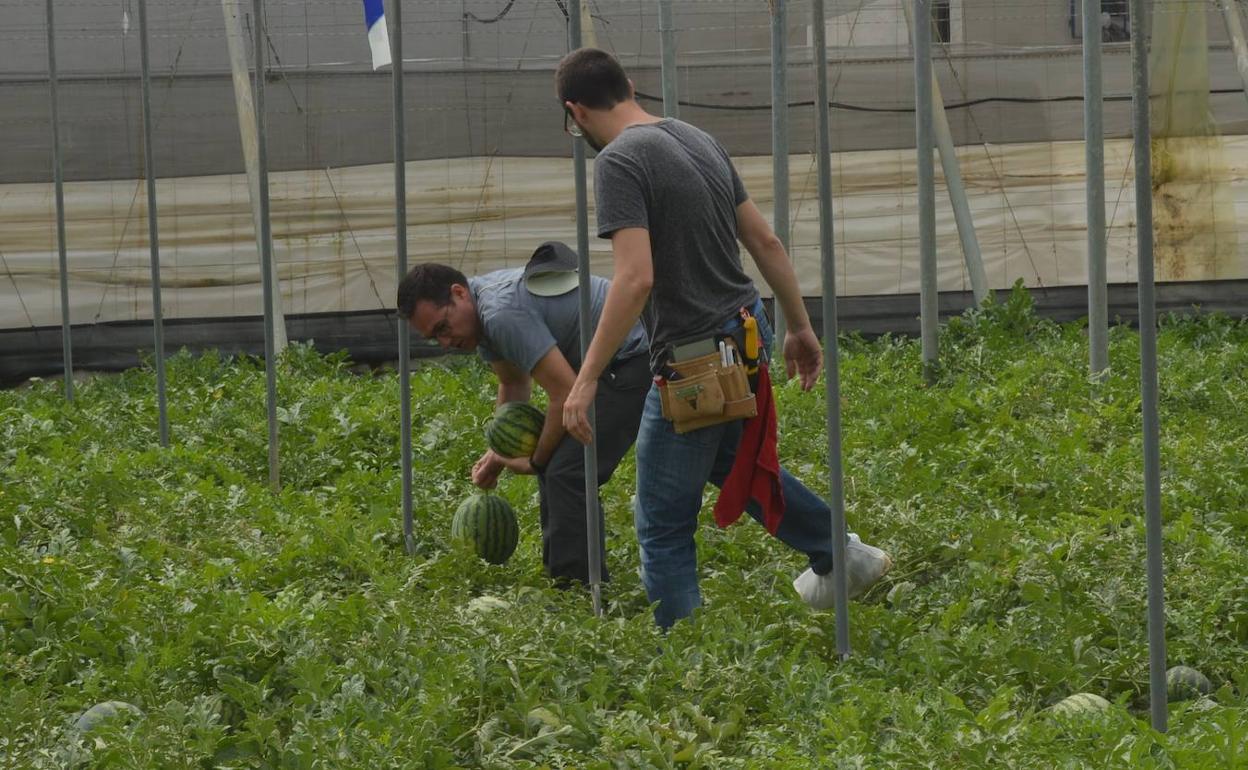 La campaña en melón y sandía arranca con mejores precios para el sector agro en Almería
