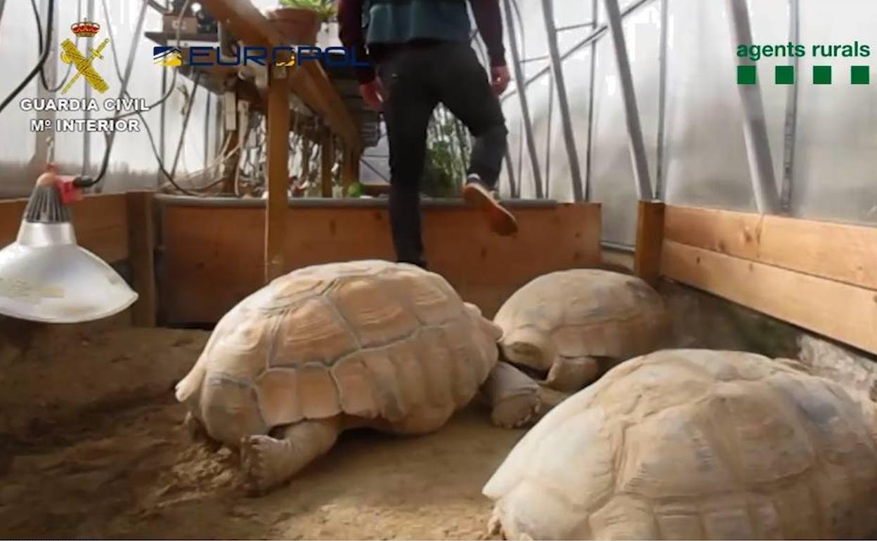 La operación 'rescate de la naturaleza' se salda en Almería con 57 detenidos durante 2020