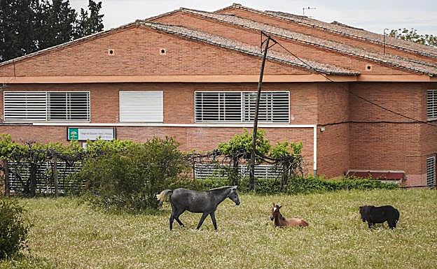 Buscan al propietario de tres caballos que viven en un descampado de La Chana