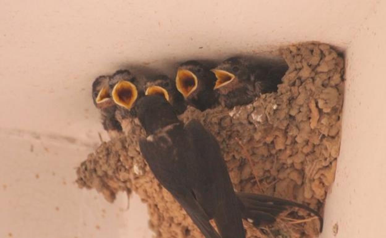 Destruyendo nidos de golondrina