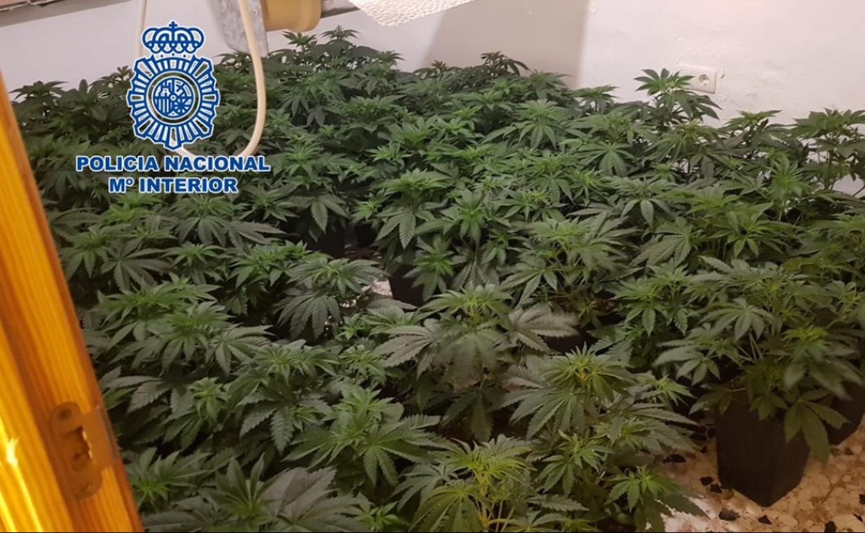 50 detenidos y 7.000 plantas incautadas en abril: así es la lucha de la Policía contra la maría en Granada. 