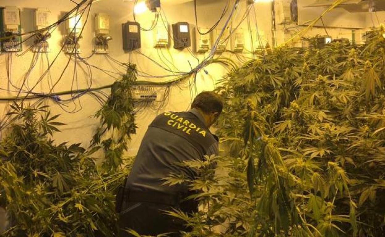 Droga y marihuana en Granada | Dos incendios dejan al descubierto dos casas llenas de plantas en Cijuela y Cúllar Vega