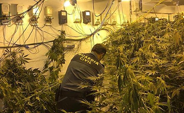 Dos incendios dejan al descubierto dos casas llenas de marihuana en Cijuela y Cúllar Vega