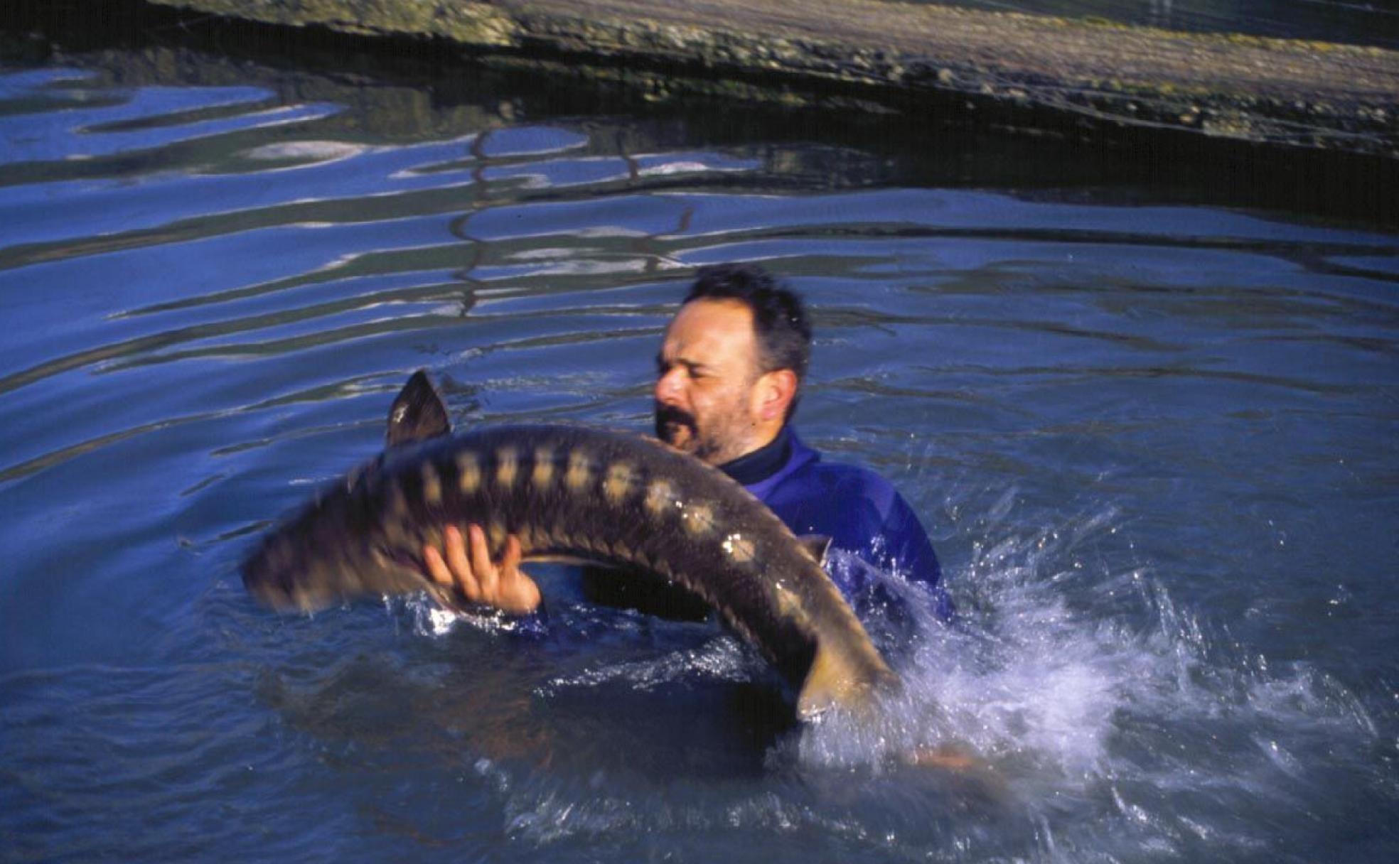 Alberto Domezain juega con un esturión en un estanque de la piscifactoría de Riofrío