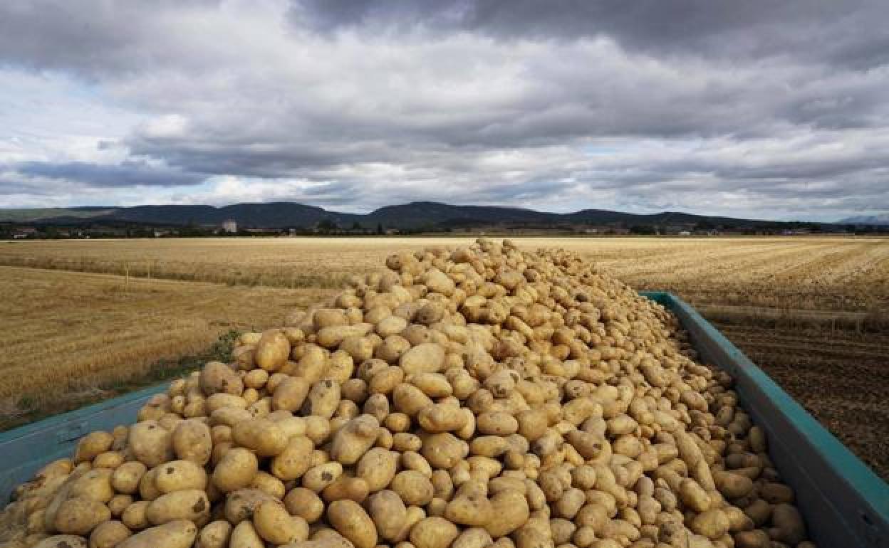 ocu advierte presencia toxicos patatas como evitarlos