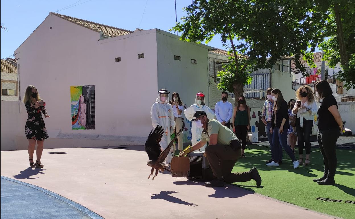 Suelta de una de las aves del CREA, Quiebrajano. 