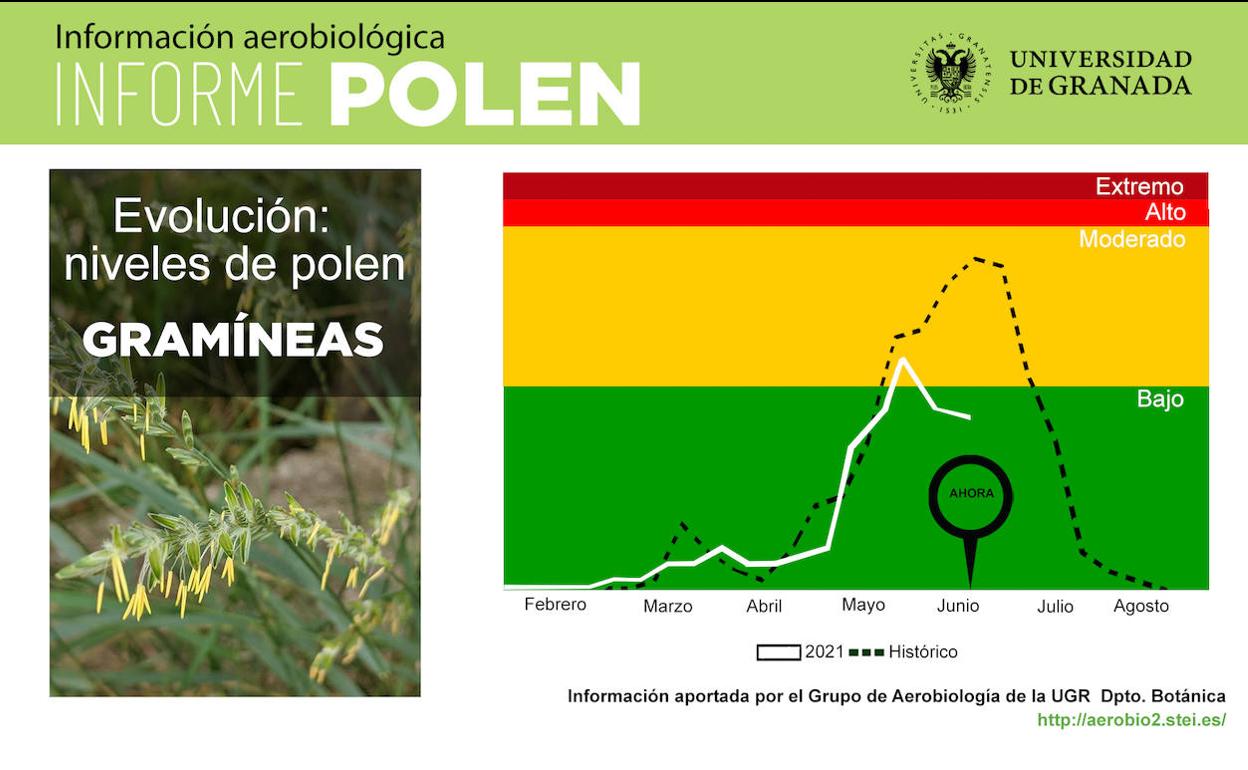 El impacto del polen se mantiene estable en la atmósfera de Granada