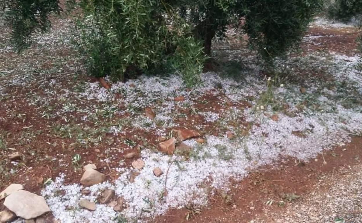 Imagenes de los daños causados en un olivar jienense.