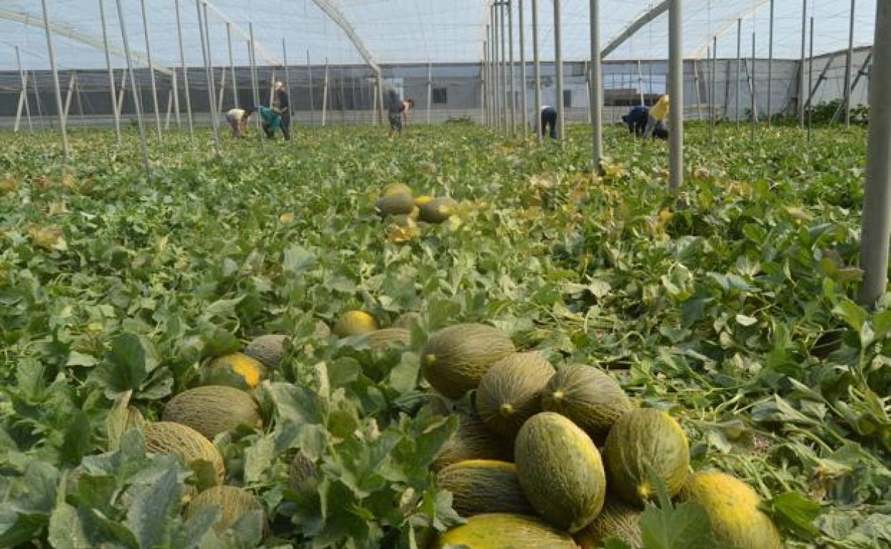 alerta alimentaria venta melones contaminados salmonela