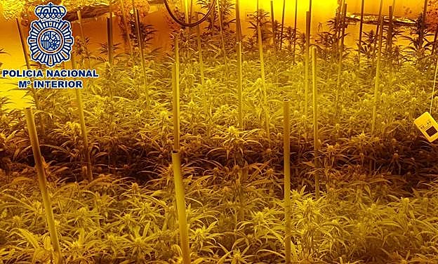 Triple operación de la Policía contra la maría en Zona Norte con cinco detenidos