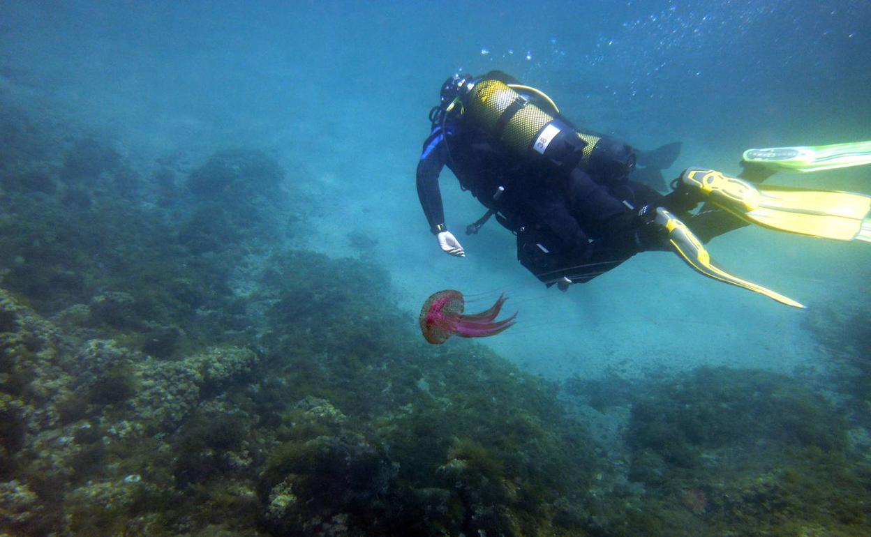 Cómo hacer buceo submarinismo para amateurs