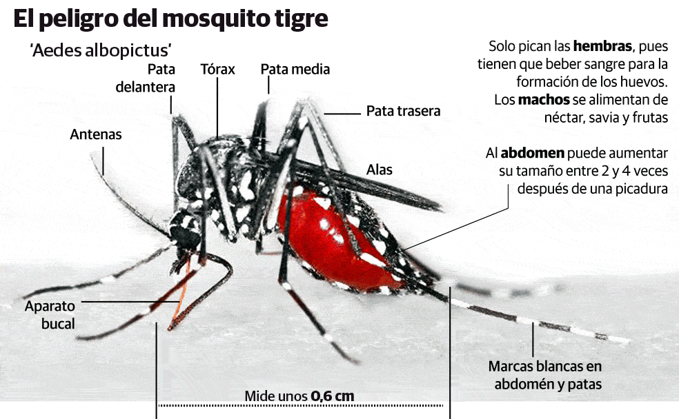 El mosquito tigre puede transmitir virus como el del Zika, Chikungunya o el Dengue. 