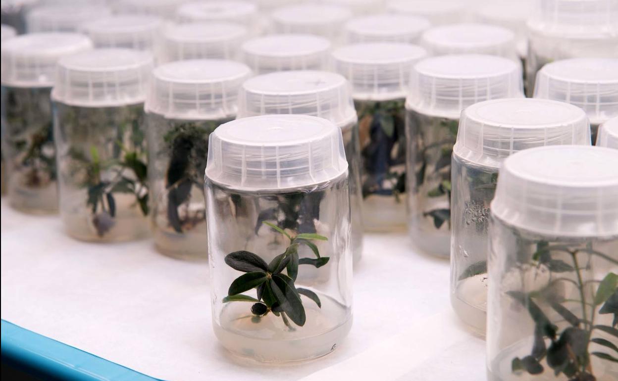 Imagen del Centro de Estudios Avanzados en Olivar y el Aceite de Oliva, de la Universidad de Jaén. 