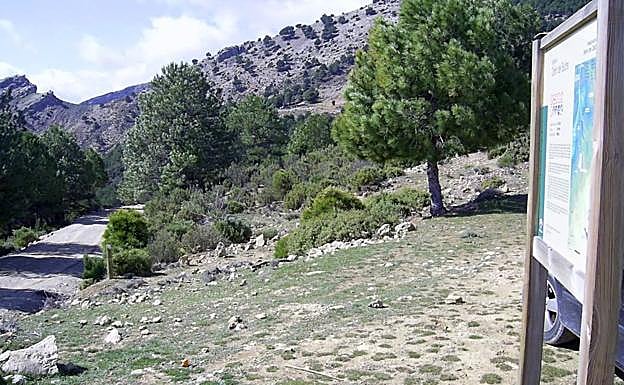 Imagen principal - Un ascenso entre pinares por el Cerro del Buitre de Granada