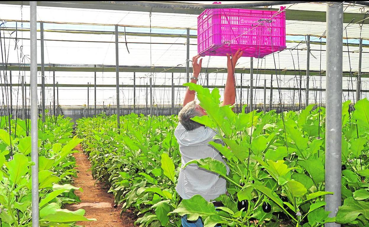 Agricultura estudia aplicar ayudas directas de la PAC a frutas y hortalizas