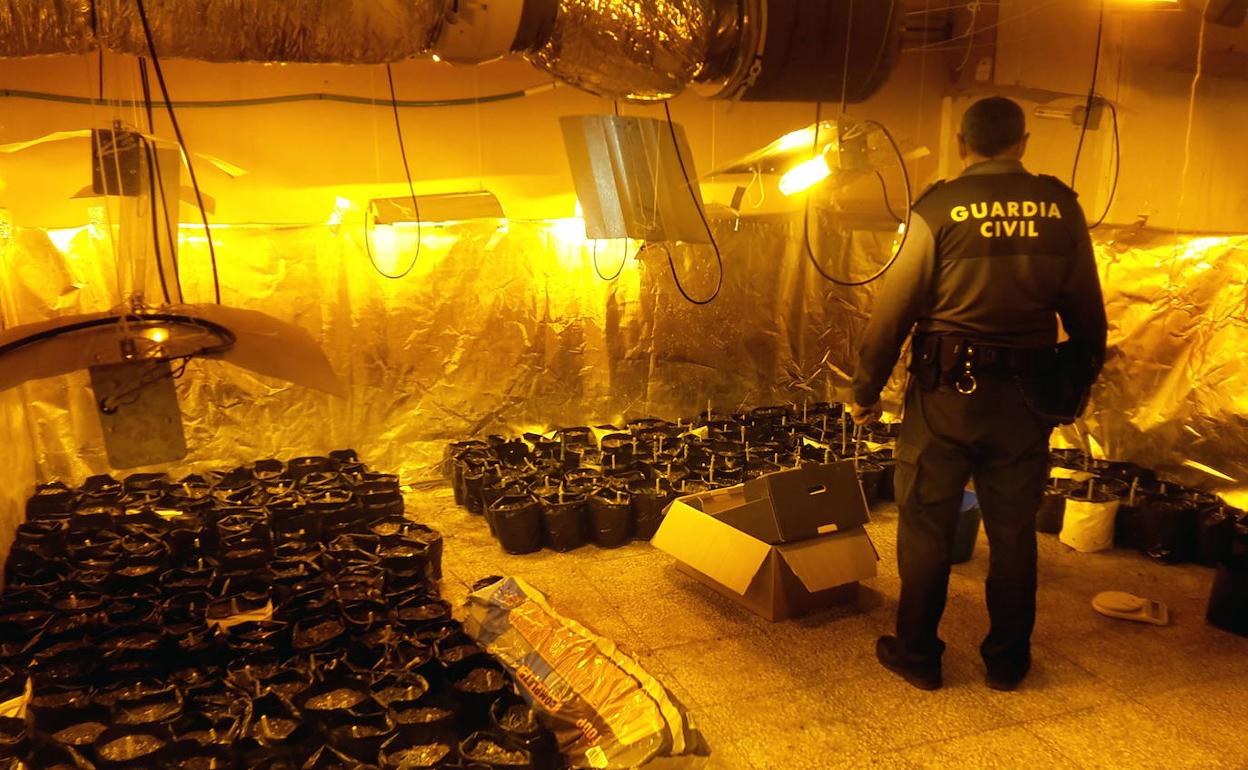 Un guardia civil pobserva una plantación interior de marihuana