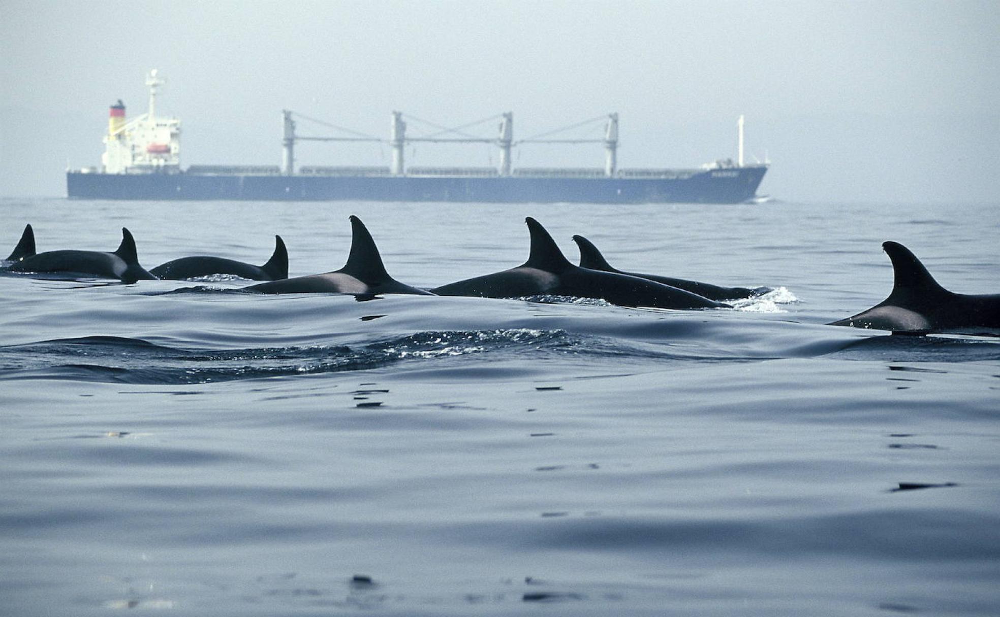 Cetáceos en grupo cruzando las aguas del Estrecho. 