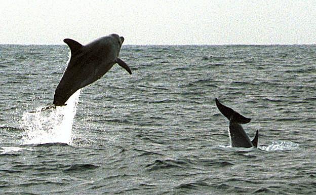 Dos cetáceos saltando en el Estrecho. 
