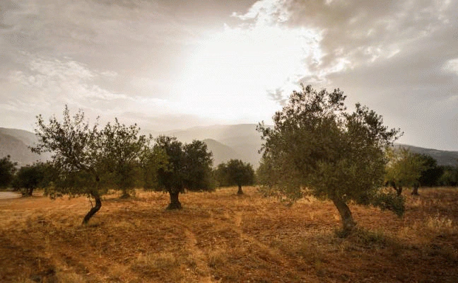 Paisaje olivarero a las afueras de Nigüelas donde se observa el mantenimiento de los bancales gracias a la conjunción del cultivo de los olivos con los cítricos. 