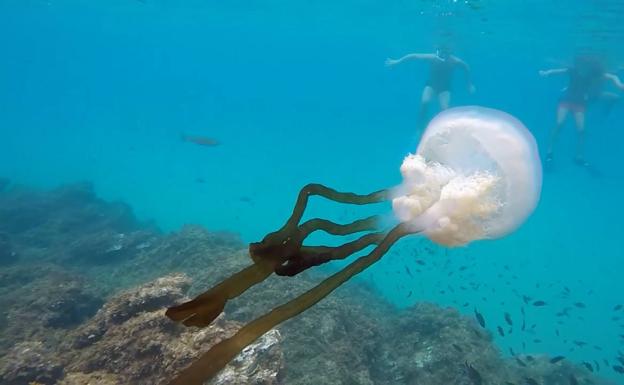 Medusa en aguas del paraje de Cerro Gordo. 