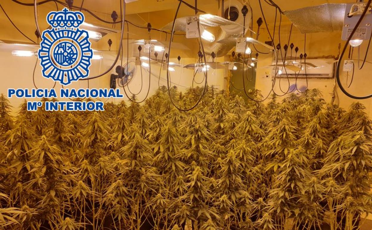 La marihuana descubierta. 