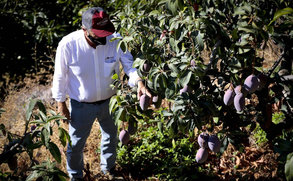Finca de mangos en Almuñécar.