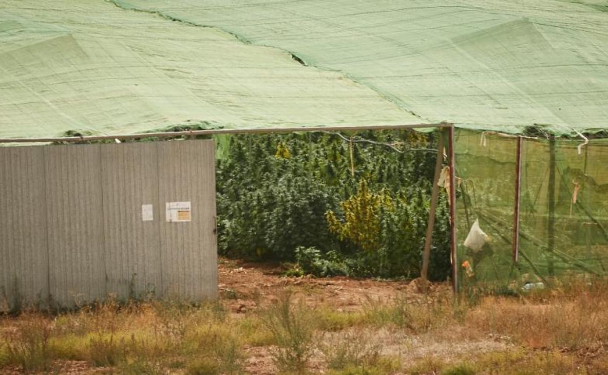 Imagen de la finca de Escúzar donde han intervenido las casi 40.000 plantas de cannabis.