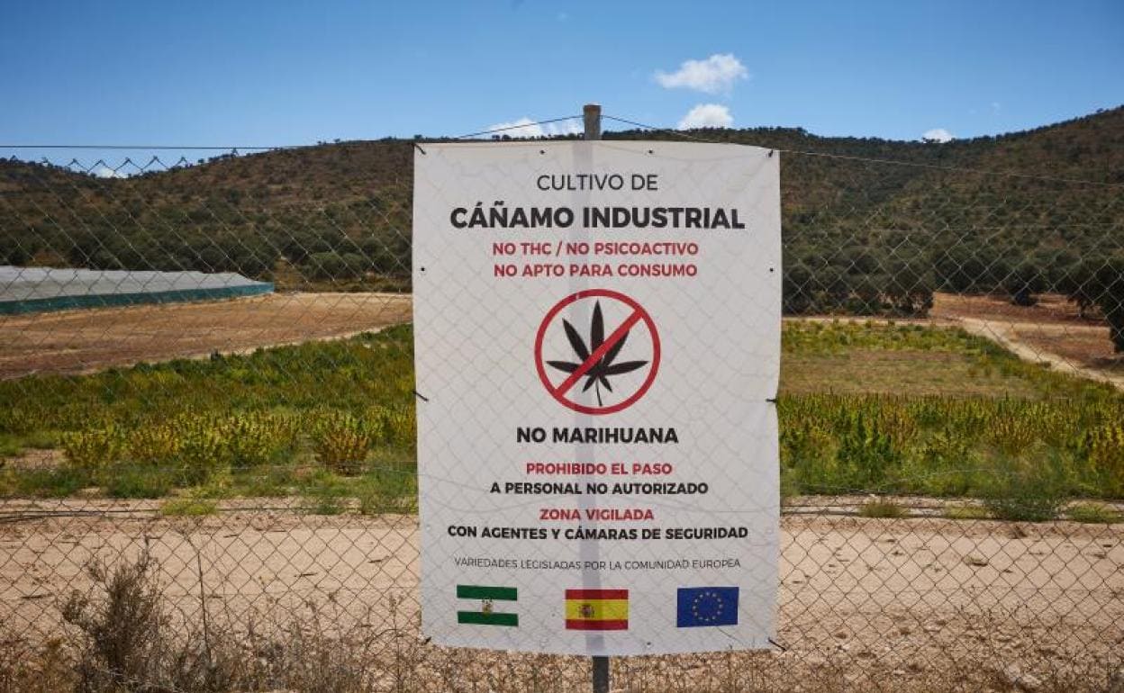 Cartel en una plantación de Escúzar donde la Guardia Civil ha intervenido 40.000 plantas de cannabis y 130 kilos de cogollos el pasado 12 de septiembre. 