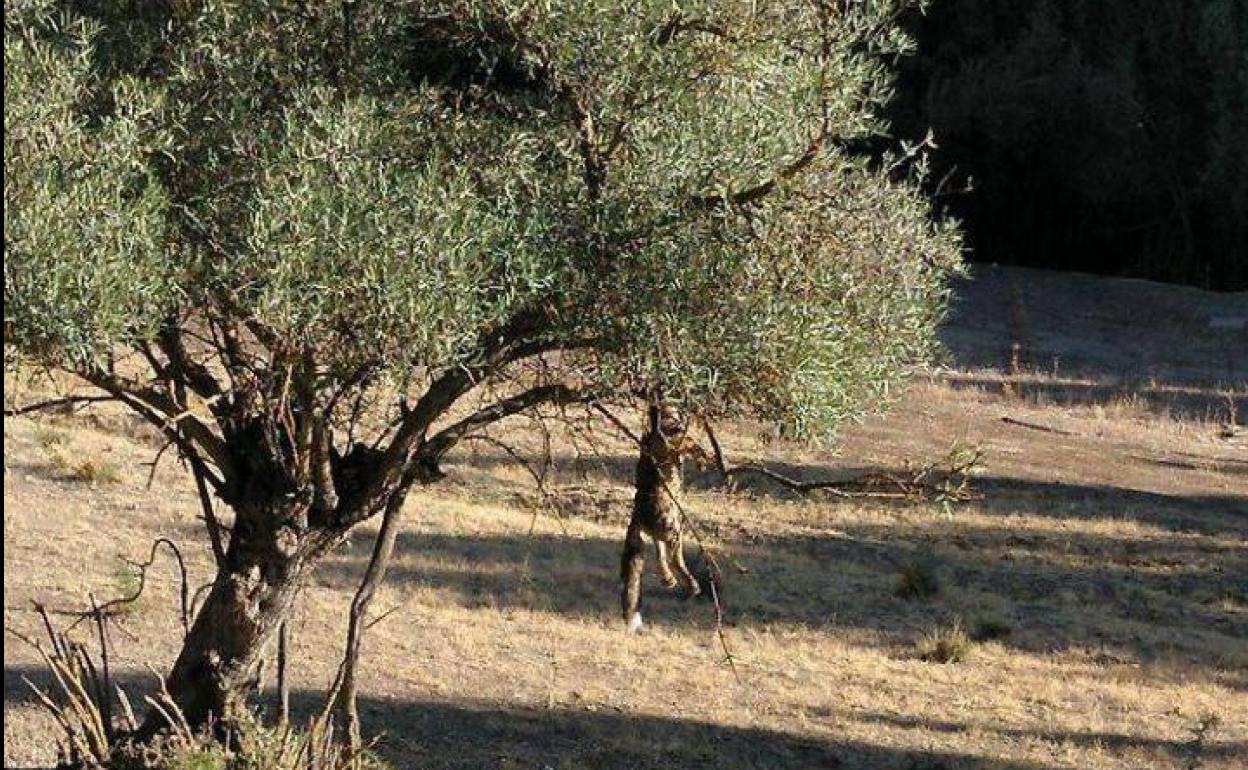 El animal fue encontrado por una ciudadana mientras paseaba con sus perros. 