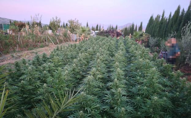 Mil plantas de cannabis sativa y ocho kilos de marihuana incautadas en Escóznar