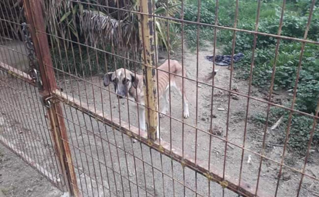 Uno de los perros encontrados.