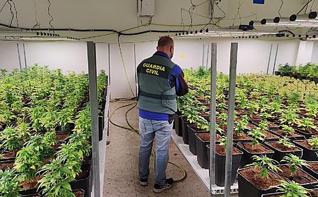 Descubren 5.000 plantas de marihuana en una nave de cáñamo industrial en Maracena