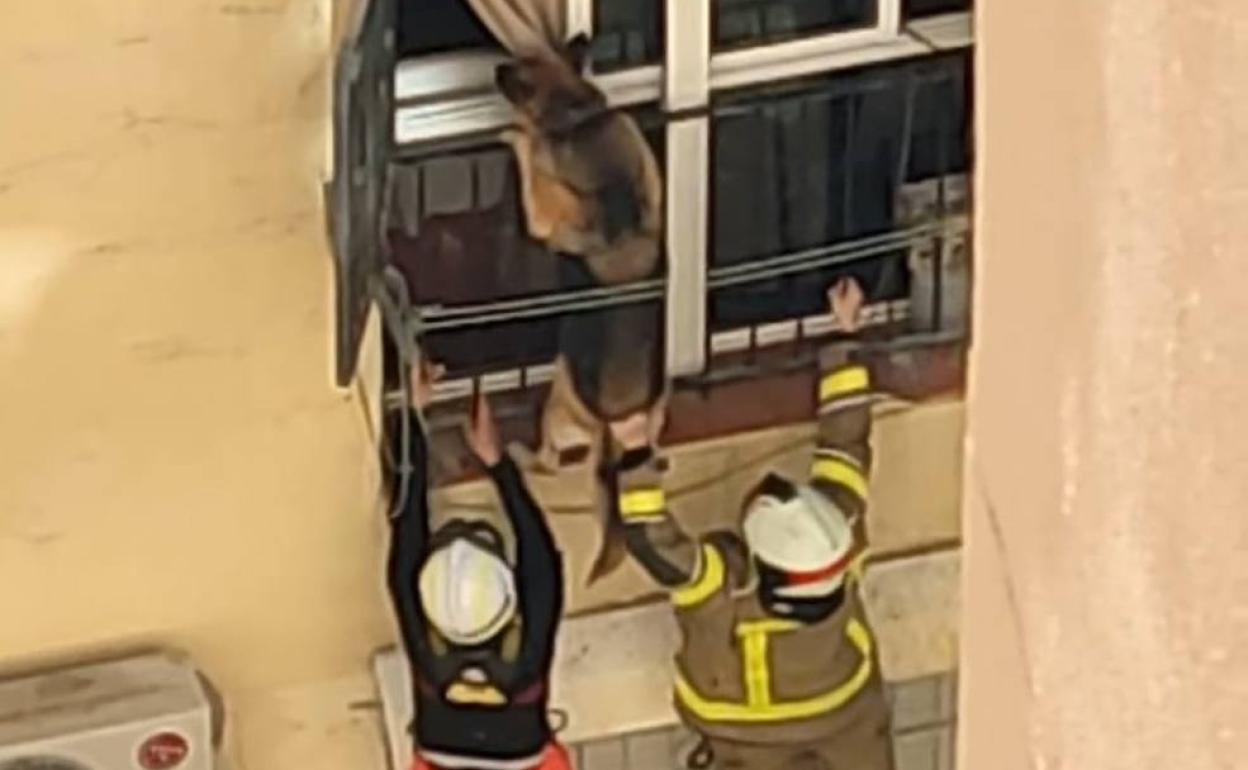 Los Bomberos volvieron a introducir al perro en el domicilio. 