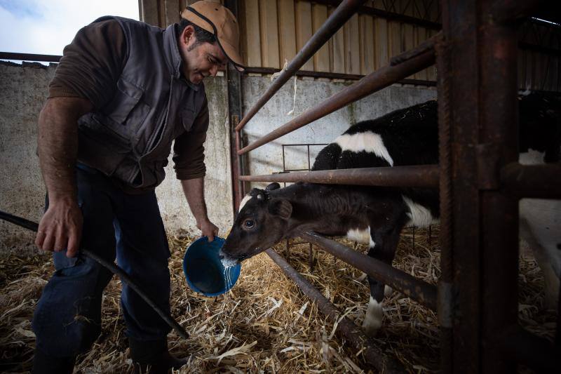 José Miguel Rodríguez con una ternera. 