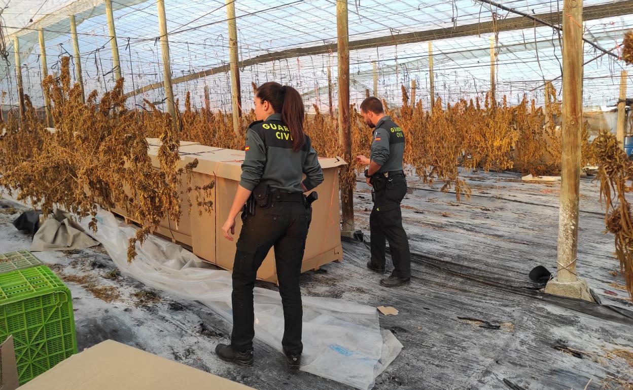 Sorprenden a un joven cortando los cogollos de marihuana de una plantación intervenida en Albuñol