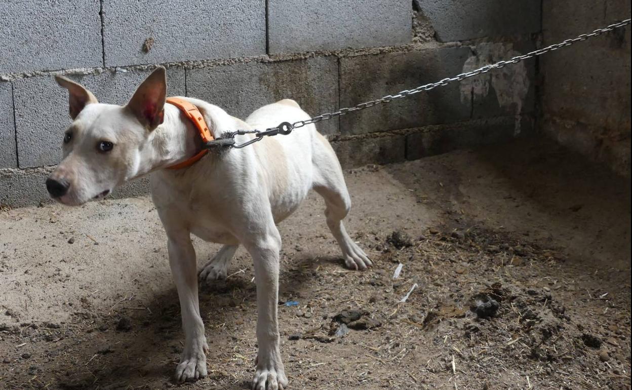 Uno de los perros maltratados. 