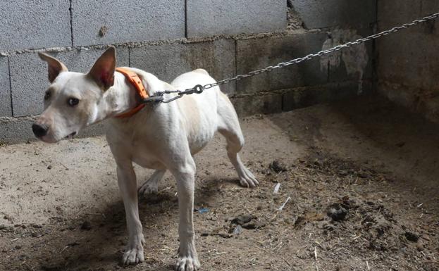 Abren juicio oral contra dos rehaleros de Granada que pueden ir a prisión por maltratar a 21 perros