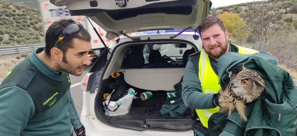 Los dos agentes tras rescatar al búho real en la autovía A-44, a la altura del kilómetro 54. 